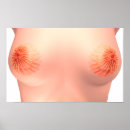 Search for female anatomy posters Human body parts