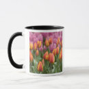 Search for lisse mugs Hyacinth