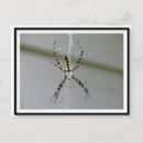 Search for creepy crawlies postcards Spider