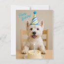 Search for westie birthday cards West highland terrier