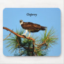 Search for hawk electronics Wildlife