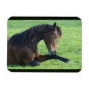 Search for lay magnets Equestrian