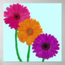 Search for gerbera daisy colours posters Daisies