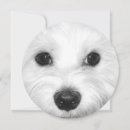 Search for maltese invitations Dog