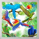 Search for gold macaw posters Macaws