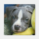 Search for pit magnets Cute