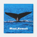 Search for humpback magnets Hawaii