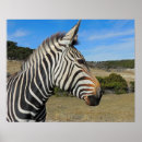 Search for zebra head posters Black and white