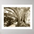 Search for black and white tree posters Landscape