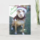 Search for pit bull christmas cards Animal