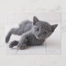 Search for russian blue cat postcards Animal