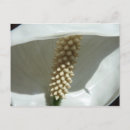 Search for peace flower photography White