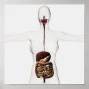 Search for internal organs posters Medical