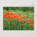 Search for canada landscape postcards Ellen anon