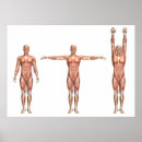 Search for shoulders posters Illustration