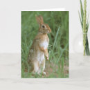 Search for cottontail cards Bunny