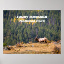 Search for bull elk posters Colorado