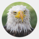 Search for american wildlife stickers Bald eagle