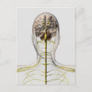 Search for nervous system postcards Brain stem