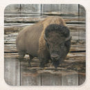 Search for bisons coasters Buffalo