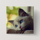 Search for cat looking badges Baby animals