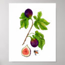 Search for fig art posters Botanical