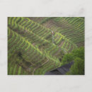 Search for terrace postcards Landscape