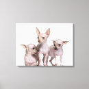 Search for veterinary art Photography