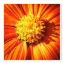 Search for orange color art Nature