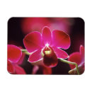 Search for orchid magnets Blossom