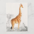 Search for giraffe postcards Wild animal