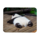 Search for giant rectangular magnets Bear cub