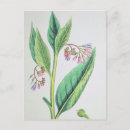 Search for 1800s postcards Flower