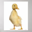 Search for full year posters Birds