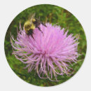 Search for thistle stickers Photography