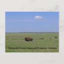 Search for tallgrass Kansas