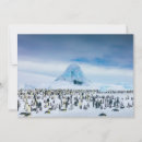 Search for colonies cards Bird