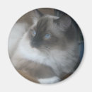 Search for outsider magnets Cat