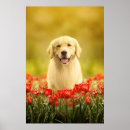 Search for golden retriever art Flowers