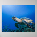 Search for underwater posters Aquatic