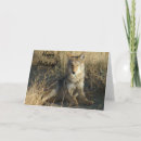 Search for coyote cards Canis latrans