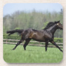 Search for thoroughbred horse coasters Animal