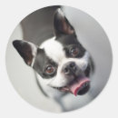 Search for funny french bulldog stickers Animals