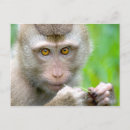 Search for baby monkey postcards Nature
