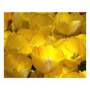 Search for spring bulbs photography Nature