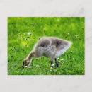 Search for adorable postcards Cute