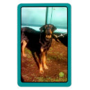 Search for rottweilers magnets Dogs