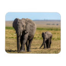 Search for reserved magnets Animals in the wild