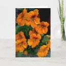 Search for nasturtium cards Garden