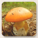 Search for caesarea Fungus